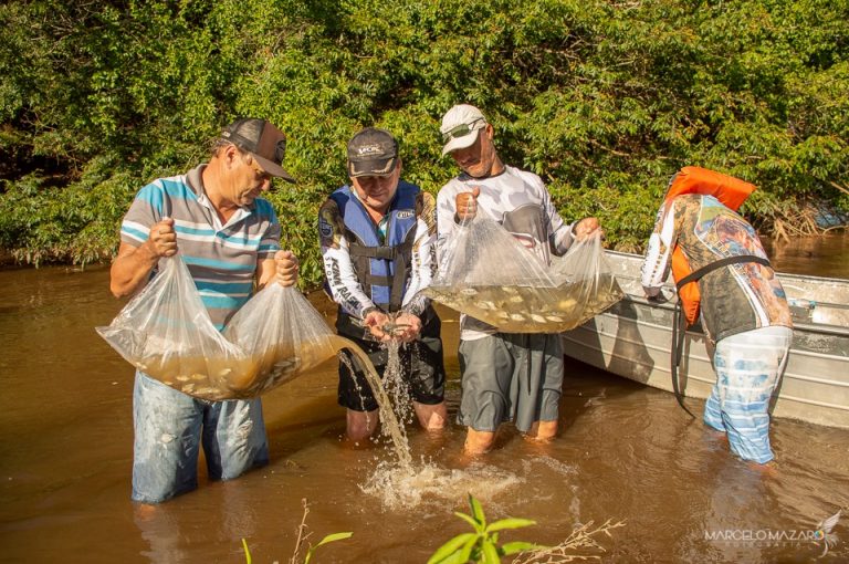 Grupo realiza soltura de mais de 19 mil alevinos para repovoamento do rio Aguapeí