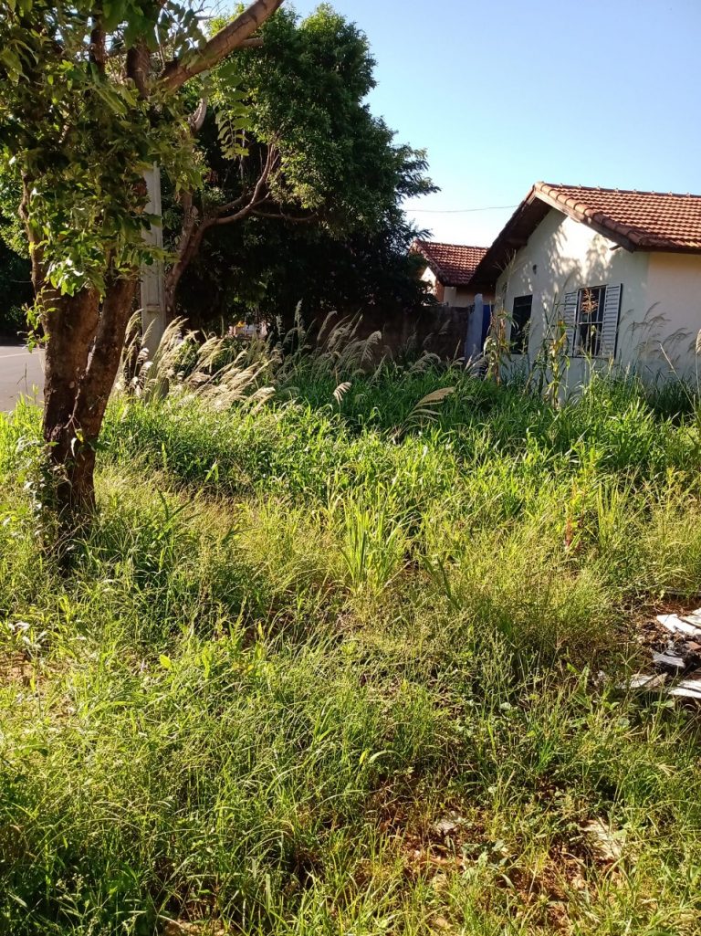 Novamente população reclama da falta de limpeza em casas desocupadas do Mário Covas