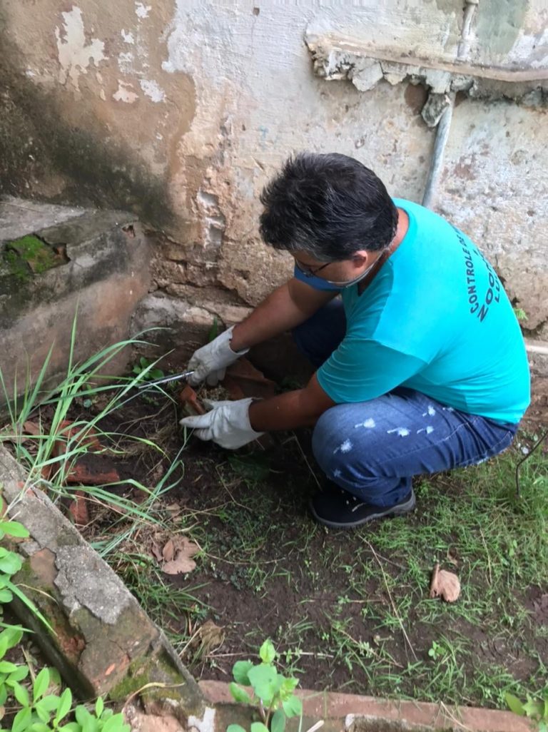 Controle de Vetores realiza busca ativa contra escorpiões em Lucélia