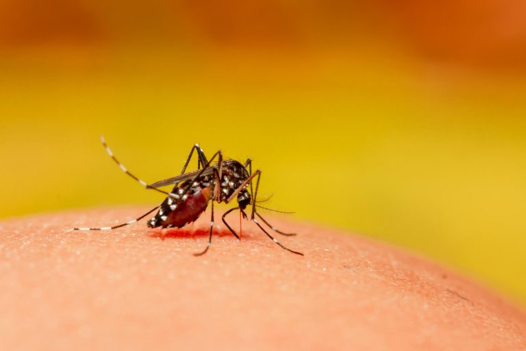 Adamantina confirma 653 casos de dengue e investiga três mortes