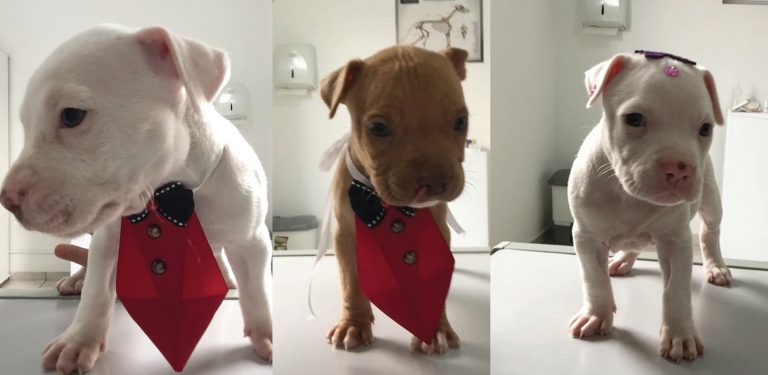 Prefeitura inicia processo de adoção de filhotes resgatados