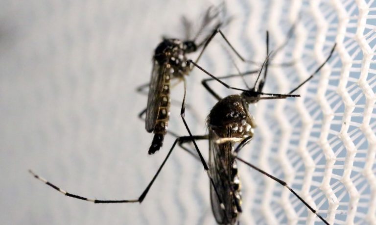 Dengue: Adamantina declara situação de emergência