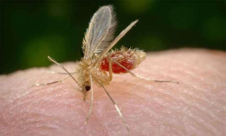 Tupã confirma primeiro caso de leishmaniose visceral de 2023; paciente é uma criança de 3 anos