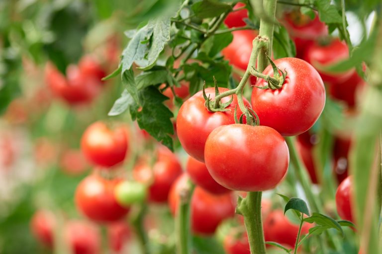 Startup produz em tomate molécula para o tratamento do colesterol ruim