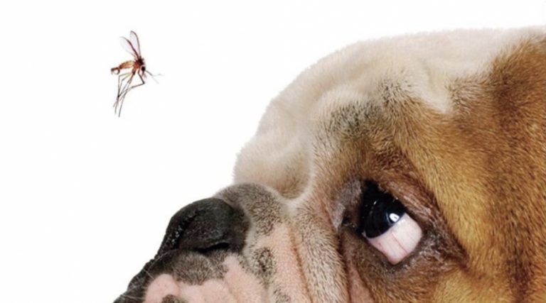 Campanhas de proteção dos pets ocorrem semana que vem