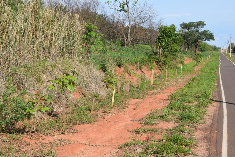 Pista de caminhada de Parapuã recebe plantio de mudas de ipê