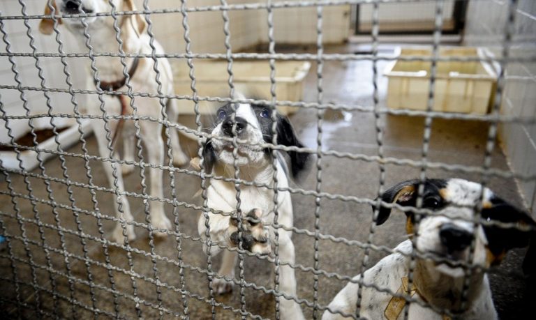 Animais são resgatados em feira clandestina na Capital paulista