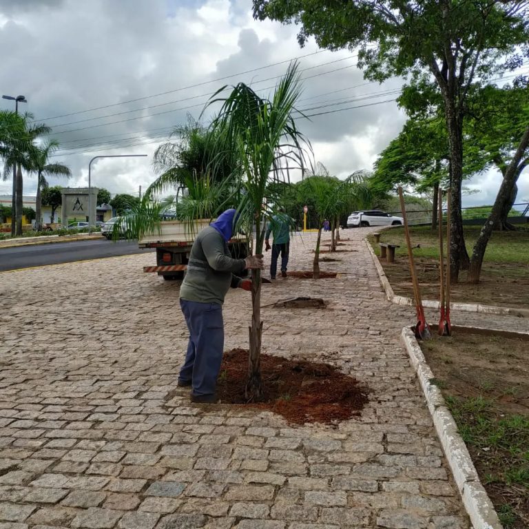 Adamantina segue arborizando espaços públicos