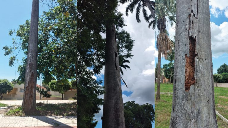 Palmeiras da Praça José Firpo, em Lucélia, serão erradicadas