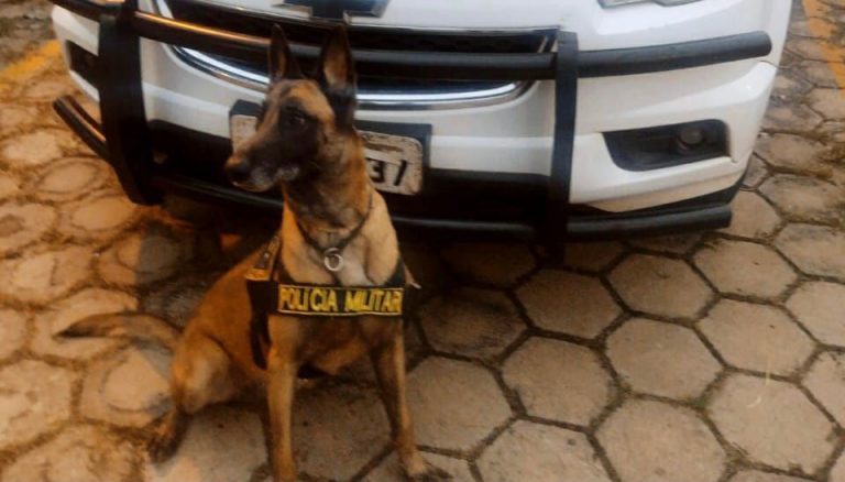 Cão de faro da Polícia Militar encontra drogas escondidas