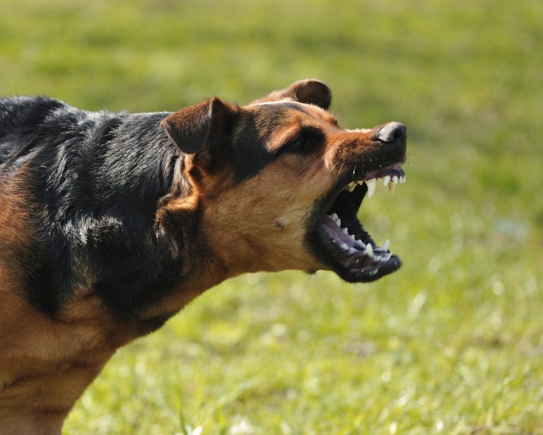 Polícia Militar atende ocorrência de animal agressivo em Mariápolis
