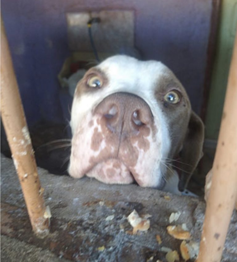 Família abandona cachorros e um come o outro para matar a fome