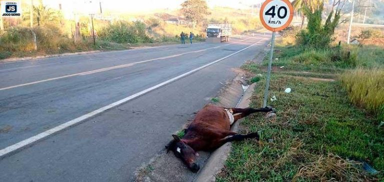 Homem de 29 anos morre após atropelar cavalo