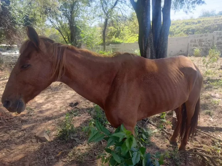 Adolescente leva multa de R$ 3 mil por maus-tratos a égua em Osvaldo Cruz