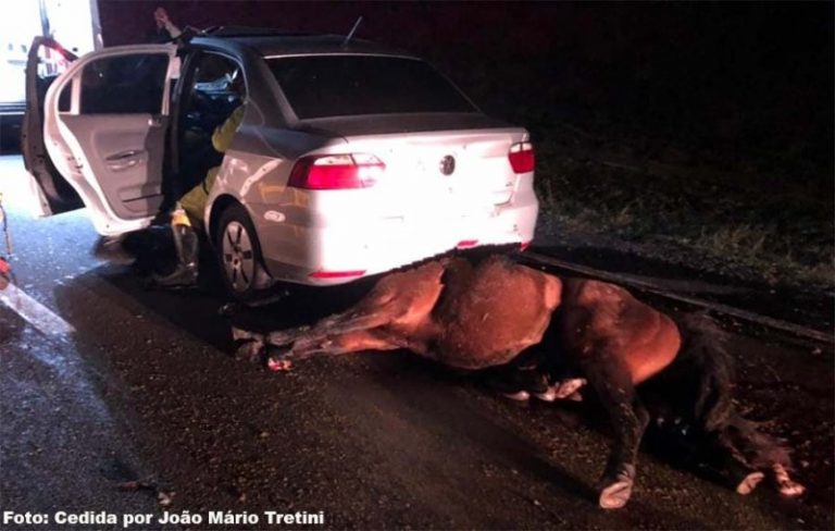 Cavalo provoca acidente na SP-294