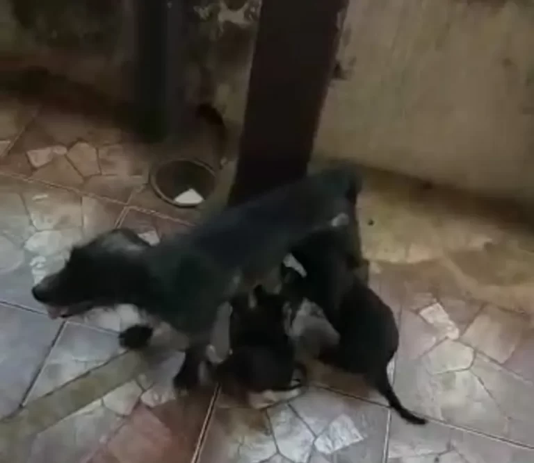 Menino de 4 anos e seis cães são resgatados de residência em Osvaldo Cruz