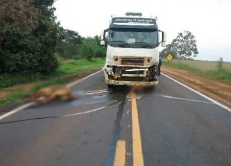 Quatro cavalos morrem atropelados na região