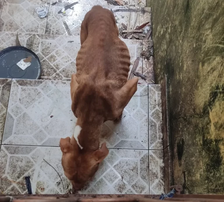 Mulher é multada em R$ 3 mil por maus-tratos a cachorro na região