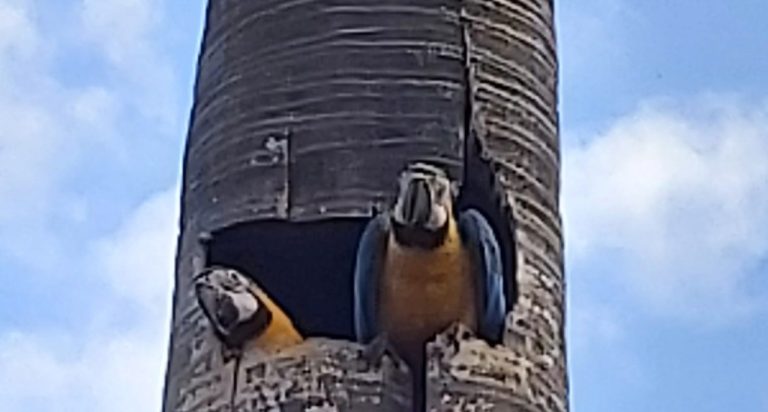 SAAMA instala ninhos artificiais para possibilitar reprodução das araras em Adamantina