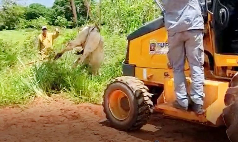 Bombeiros precisam usar mangueiras e trator para tirar gado de buraco
