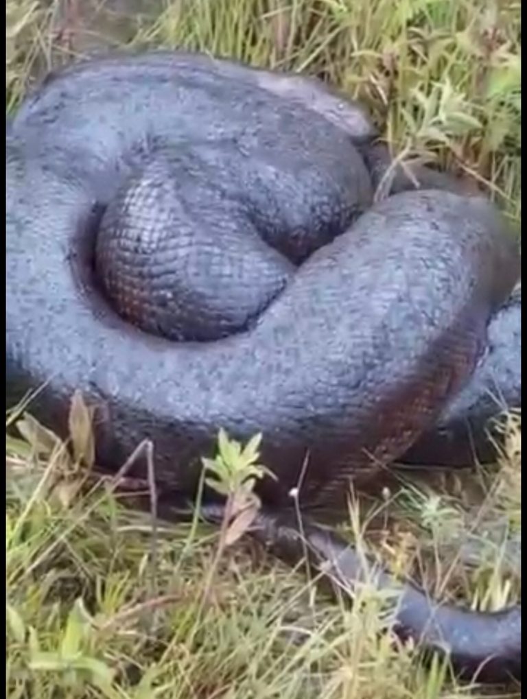 Morador da região encontra cobra “gigante” ao buscar gado
