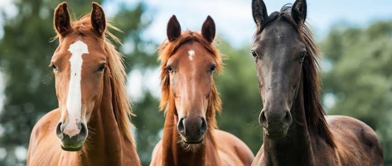 Homem atropela e mata 4 cavalos na região