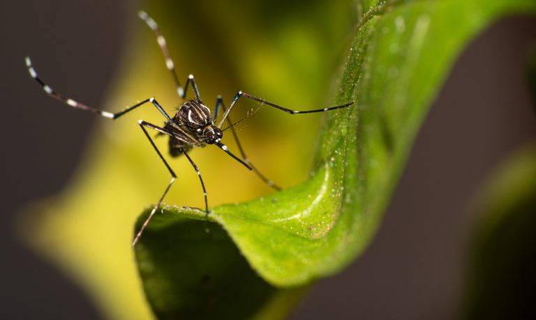 Dengue: campanha mobiliza a população contra criadouros do mosquito em casa