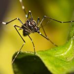 Aedes aegypti mosquito that transmits Dengue in Brazil perched on a leaf, macro photography, selective focus