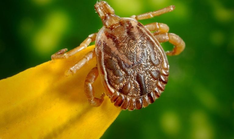 Febre Maculosa: saiba mais sobre as principais medidas de combate e prevenção