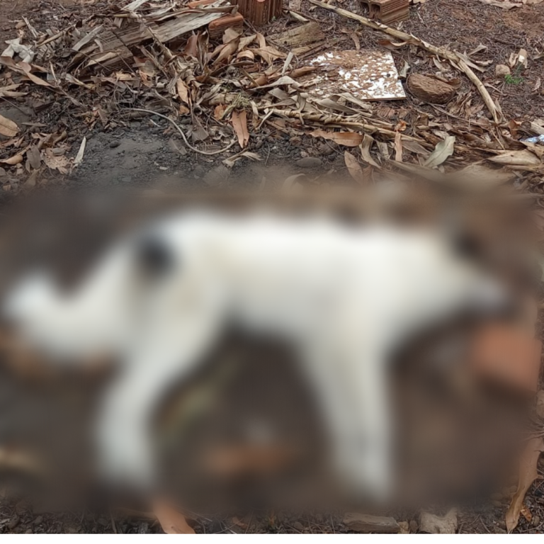 Morador de Adamantina denuncia possível envenenamento de animais na Vila Jamil de Lima