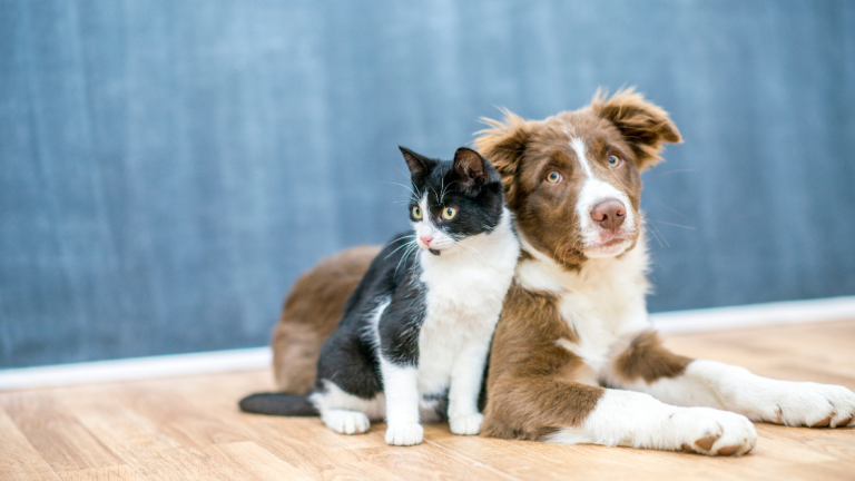 Estado propõe lei para regulamentar comércio e garantir bem-estar de cães e gatos