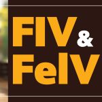 Site maior IEV – Novembro