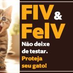 Site menor IEV- Novembro