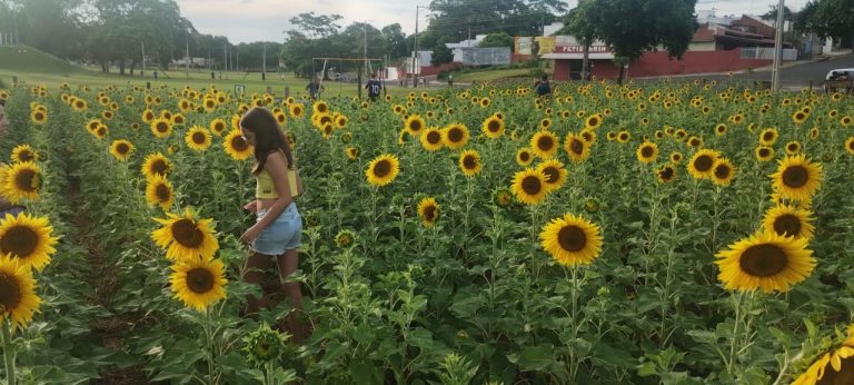 Adamantina ganha campo instagramável de girassóis