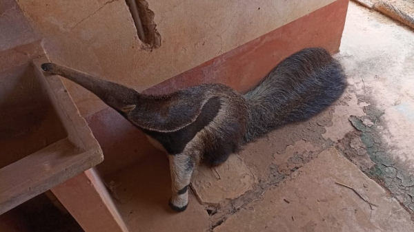 Tamanduá-bandeira é encontrado em residência de Pacaembu