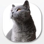 Site maior IEV – cast fev-01