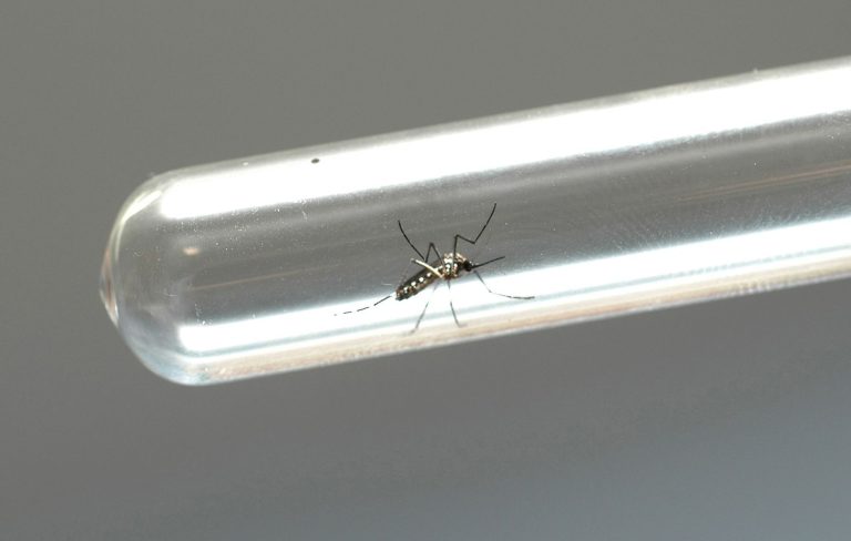 Microrregião confirma 125 casos de dengue este ano; três mortes são investigadas