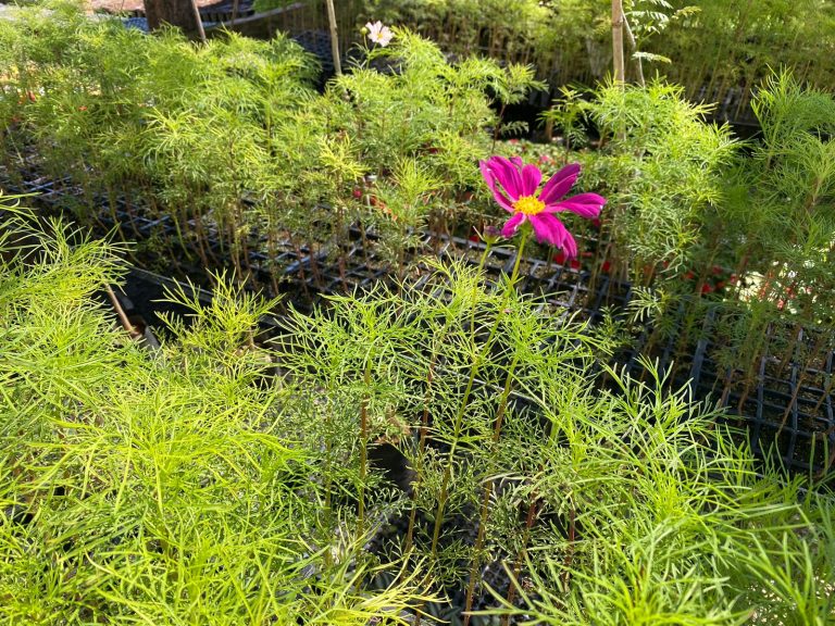Espaço de paisagismo criado no Parque dos Pioneiros receberá flor cosmos