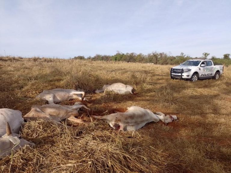 Fazendeiro é multado em 100 mil por maus tratos a bovinos, em Dracena