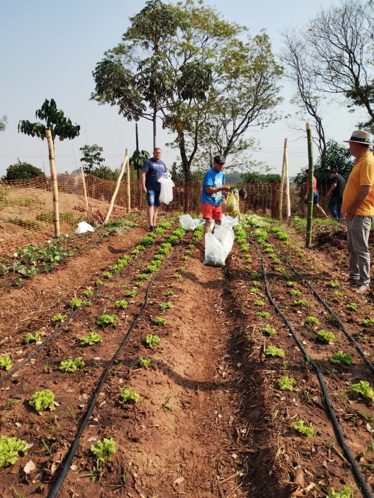 Famílias recebem alimentos sem agrotóxicos em primeira colheita da Horta Comunitária do Jardim Europa