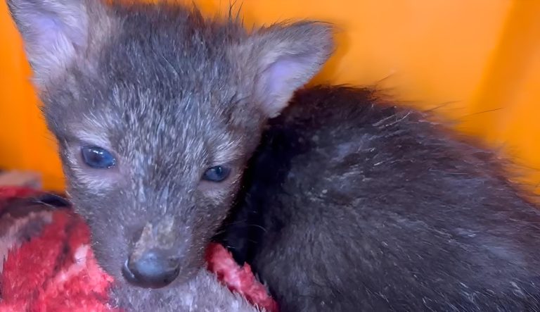 Animais recebem tratamento especializado após queimadas
