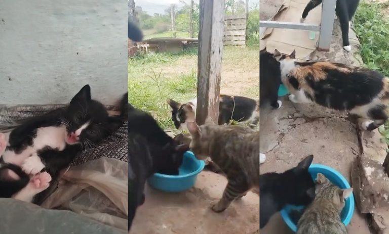 Coletivo arrecada recursos para castração de gatos resgatados pelo projeto Refloresta Aguapeí
