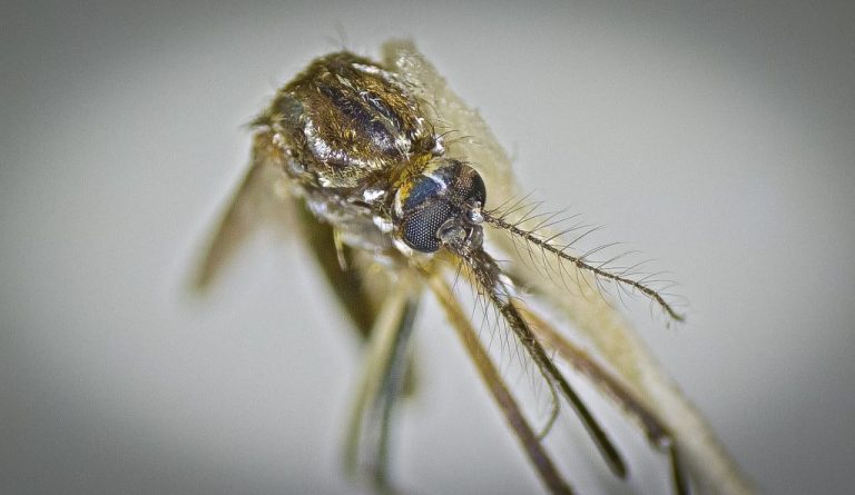 Dengue: confira 11 dicas para evitar a proliferação do Aedes aegypti na sua casa