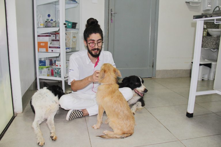 Pets na ceia de Natal? Confira os cuidados com alimentação de cães e gatos