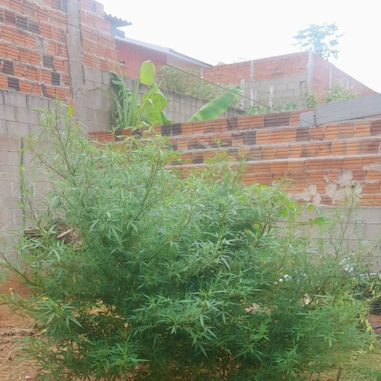 Irmãos são presos com plantação de maconha, em Pacaembu