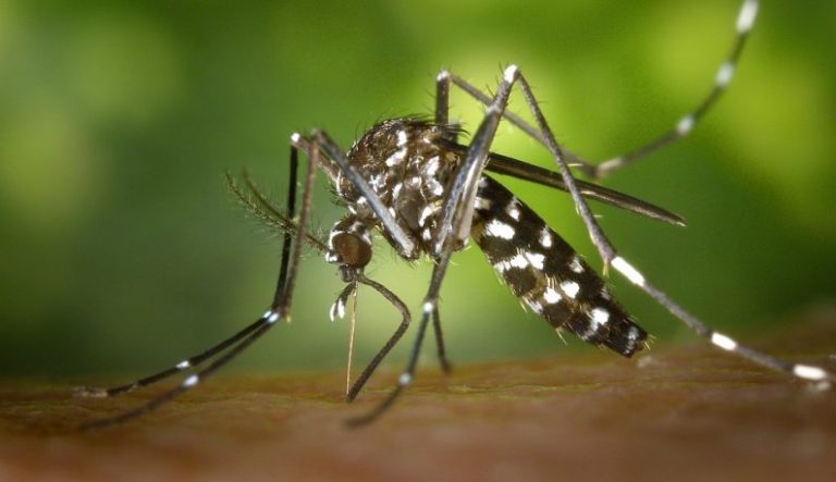 Adamantina já contabiliza 141 casos positivos de dengue e 25 suspeitos de chikungunya