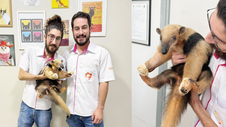 Tamanduá-mirim resgatado após atropelamento em Lucélia segue em atendimento veterinário