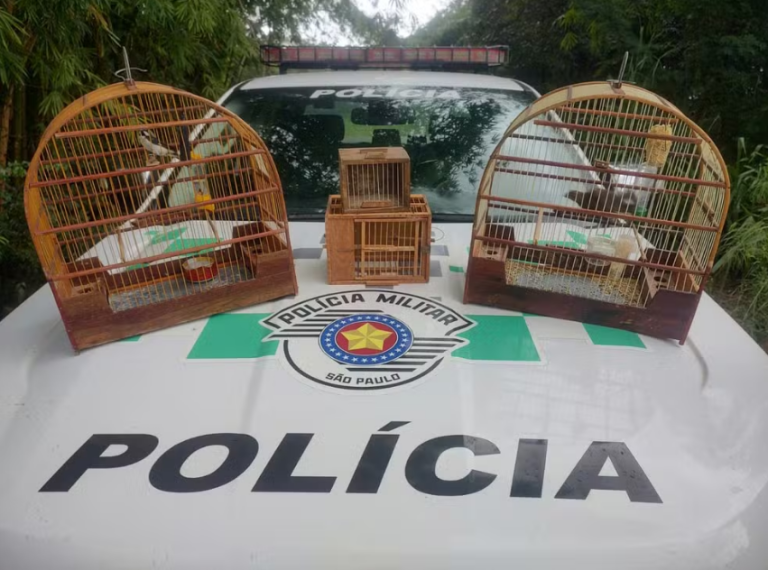 Homem é multado em R$ 3 mil por manter aves silvestres em cativeiro, em Lucélia