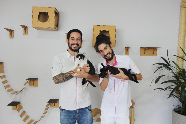 ‘Dia D Adotar’ promove adoção de gatos e conscientização sobre posse responsável em Adamantina