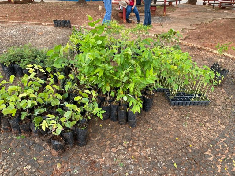 Adamantina celebra o Dia Mundial do Meio Ambiente com distribuição de mudas